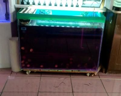 高錳酸鉀給魚缸消毒用量（關于高錳酸鉀給魚缸消毒用量的具體信息） 高錳酸鉀給魚缸消毒用量（關于高錳酸鉀給魚缸消毒用量的具體信息） 魚缸百科 第4張