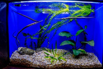 黑白魚缸背景圖：如何選擇合適的魚缸背景選擇合適的魚缸背景：如何選擇合適的魚缸背景