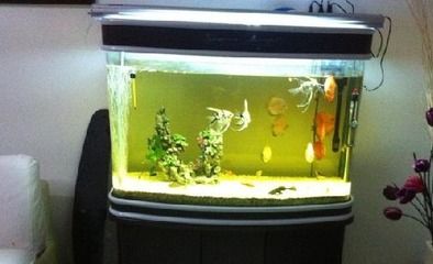 桌上的小魚缸最佳擺放位置，如何判斷辦公室的吉位魚缸擺放避免煞位的技巧 桌上的小魚缸最佳擺放位置，如何判斷辦公室的吉位魚缸擺放避免煞位的技巧 魚缸百科 第6張