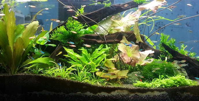 桌上的小魚缸最佳擺放位置,如何判斷辦公室的吉位魚缸擺放避免煞位的技巧 魚缸百科 第5張 桌上的小魚缸最佳擺放位置,如何判斷辦公室的吉位魚缸擺放避免煞位的技巧 桌上的小魚缸最佳擺放位置,如何判斷辦公室的吉位魚缸擺放避免煞位的技巧 魚缸百科 第5張