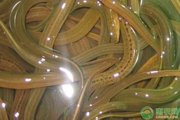 鱔魚缸養的方法：鱔魚在魚缸中的飼養方法