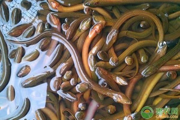 鱔魚缸養(yǎng)的方法：鱔魚在魚缸中的飼養(yǎng)方法