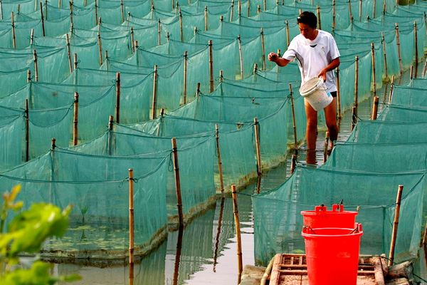 鱔魚缸養(yǎng)的方法：鱔魚在魚缸中的飼養(yǎng)方法