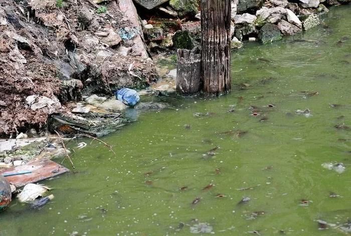 黑河龍魚魚缸多大：黑河龍魚魚缸，打造夢幻水族世界的藝術與科學