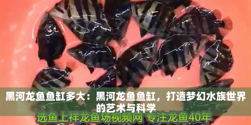 黑河龍魚魚缸多大：黑河龍魚魚缸，打造夢幻水族世界的藝術與科學