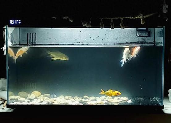 當貝智能魚缸app：當貝智能魚缸app兼容哪些設(shè)備當貝魚缸app最新功能介紹