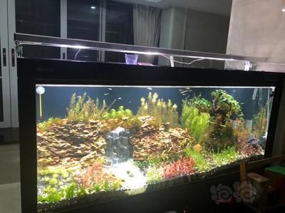 龍魚缸改草缸：將傳統(tǒng)的龍魚缸改造成草缸的可能性與實(shí)踐 龍魚缸改草缸：將傳統(tǒng)的龍魚缸改造成草缸的可能性與實(shí)踐 龍魚百科 第4張
