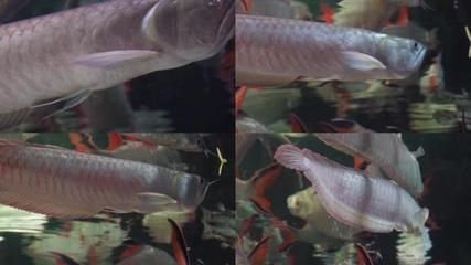 肅州區洪運水族館（肅州區洪運水族館電話）