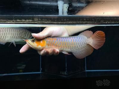 印尼龍魚成本價多少錢一條（印尼龍魚價格因其品種、大小、品相等因素而有很大差異）