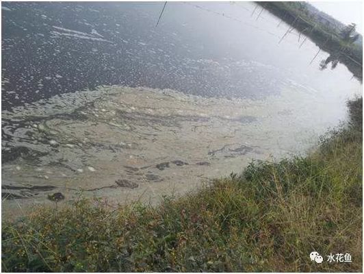 魚缸寵物蝦死亡原因：寵物蝦的死亡可能由多種因素引起