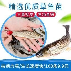 龍魚可以喂草魚嗎怎么喂：龍魚可以喂食草魚嗎