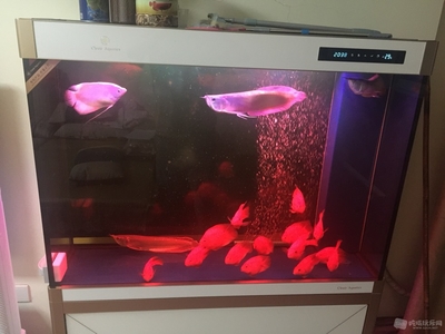 紅龍魚的功效作用與主治禁忌（紅龍魚的功效作用與主治禁忌是什么）
