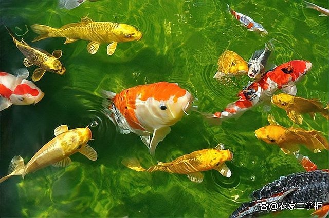 龍魚夜晚需要開燈嗎為什么 龍魚夜晚需要開燈嗎為什么 龍魚百科 第2張