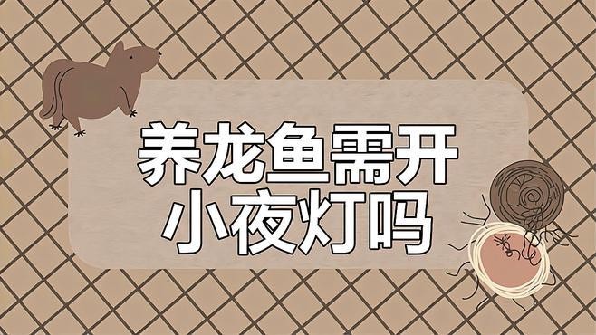 龍魚夜晚需要開燈嗎為什么 龍魚夜晚需要開燈嗎為什么 龍魚百科 第1張