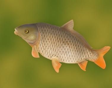 龍魚為什么老是張嘴喘氣：龍魚為什么老是張嘴喘氣呢？