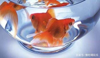 世界魚缸品牌十大排名：世界魚缸品牌十大品牌榜單仟湖品牌歷史與發展