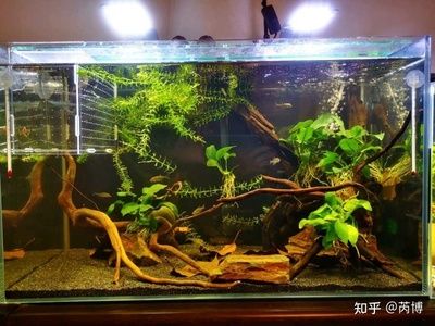 魚缸水質(zhì)管理全攻略除了欖仁葉之外，魚缸水質(zhì)管理攻略：欖仁葉在魚缸中的應用 魚缸水質(zhì)管理全攻略除了欖仁葉之外，魚缸水質(zhì)管理攻略：欖仁葉在魚缸中的應用 魚缸百科 第1張