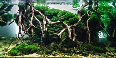 魚缸水質(zhì)管理全攻略除了欖仁葉之外，魚缸水質(zhì)管理攻略：欖仁葉在魚缸中的應用 魚缸水質(zhì)管理全攻略除了欖仁葉之外，魚缸水質(zhì)管理攻略：欖仁葉在魚缸中的應用 魚缸百科 第2張