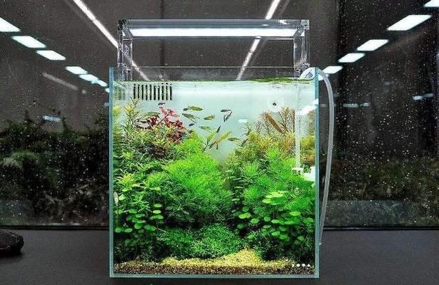 養(yǎng)小魚怎么布置魚缸最漂亮：養(yǎng)小魚的魚缸布置