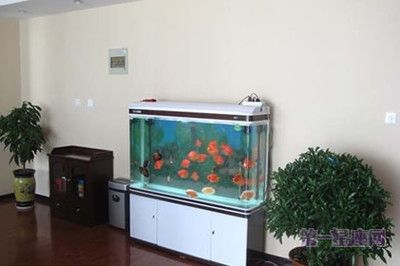 風(fēng)水魚缸高度多少合適（風(fēng)水魚缸的高度與擺放技巧） 風(fēng)水魚缸高度多少合適（風(fēng)水魚缸的高度與擺放技巧） 魚缸百科 第1張