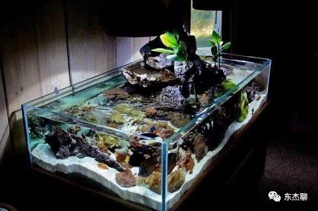 底濾魚缸防止溢流的方法包括以下幾個方面以下幾個方面：底濾魚缸如何防止溢流 底濾魚缸防止溢流的方法包括以下幾個方面以下幾個方面：底濾魚缸如何防止溢流 魚缸百科 第1張