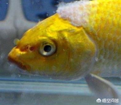 觀賞魚水霉病的自然療法：觀賞魚水霉病怎么治療