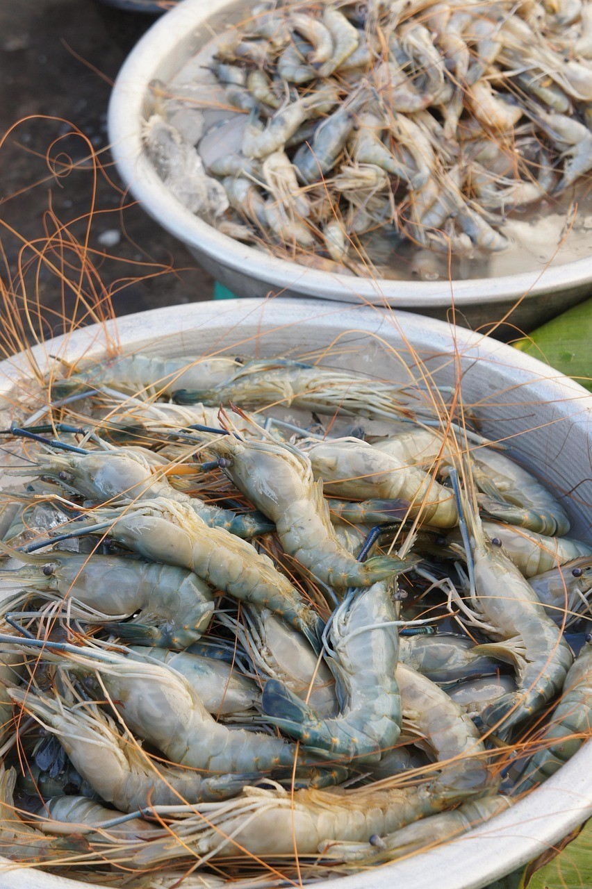廣州賣龍魚地址電話