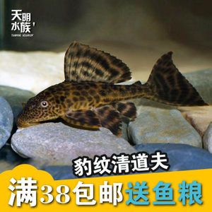 龍魚缸里需要放清道夫嗎 魚缸百科 第2張 龍魚缸里需要放清道夫嗎 龍魚缸里需要放清道夫嗎 魚缸百科 第2張