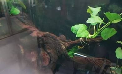 龍魚缸里需要放清道夫嗎 魚缸百科 第5張 龍魚缸里需要放清道夫嗎 龍魚缸里需要放清道夫嗎 魚缸百科 第5張