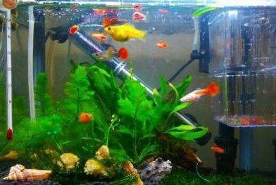 魚缸更改下過濾：魚缸更換下過濾的詳細步驟 魚缸更改下過濾：魚缸更換下過濾的詳細步驟 魚缸百科 第1張