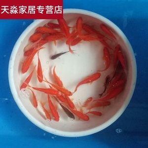 給龍魚喂食草金怎樣消毒：給龍魚喂食草金進行消毒是確保龍魚健康的重要步驟