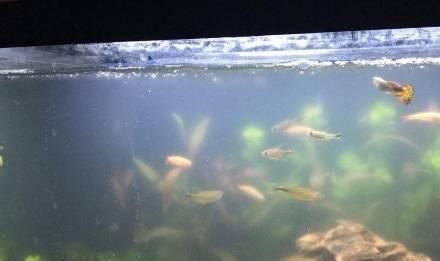 魚缸生態(tài)系統(tǒng)的構(gòu)建魚缸生態(tài)系統(tǒng)的構(gòu)建魚缸生態(tài)系統(tǒng)的構(gòu)建：魚缸換水后水質(zhì)發(fā)白怎么辦？