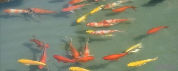 魚缸生態(tài)系統(tǒng)的構(gòu)建魚缸生態(tài)系統(tǒng)的構(gòu)建魚缸生態(tài)系統(tǒng)的構(gòu)建：魚缸換水后水質(zhì)發(fā)白怎么辦？