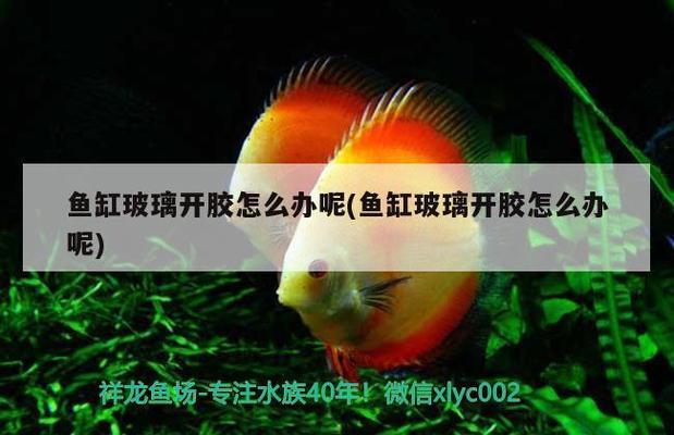 落地魚缸好嗎