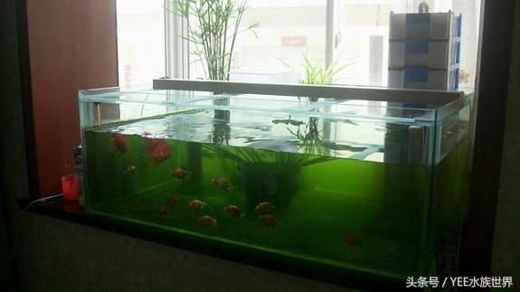 如何讓魚缸里的水清澈透明
