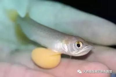 龍魚眼球變白怎么回事兒:關于龍魚眼球變白的詳細解釋及其處理方法 龍魚百科 第1張 龍魚眼球變白怎么回事兒:關于龍魚眼球變白的詳細解釋及其處理方法 龍魚眼球變白怎么回事兒:關于龍魚眼球變白的詳細解釋及其處理方法 龍魚百科 第1張