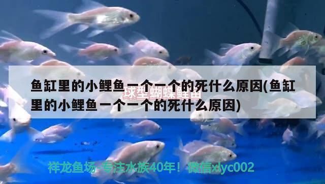 魚缸濾芯怎么安裝：魚缸濾芯怎么安裝詳情