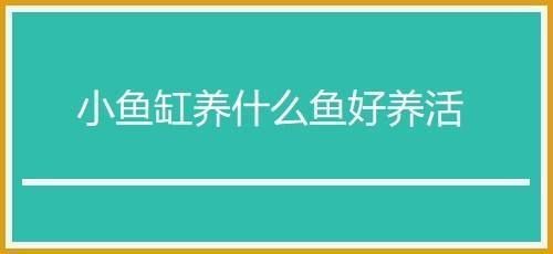 魚缸的魚好養嗎，如何維護魚缸水質小型魚缸適合養什么魚