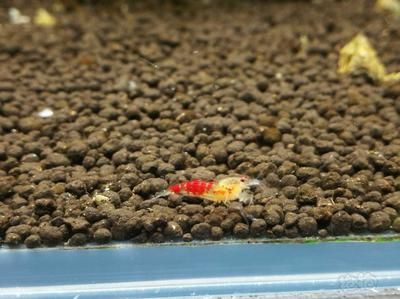 黃金龍魚怎么養殖（養殖黃金龍魚的注意事項）