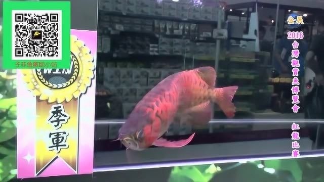 紅龍魚冠軍視頻，紅龍魚冠軍視頻展示了一種觀賞魚其特點是鮮艷的紅色鱗片和強壯的身體