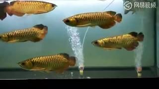 紅龍魚冠軍視頻，紅龍魚冠軍視頻展示了一種觀賞魚其特點是鮮艷的紅色鱗片和強壯的身體