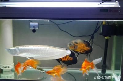 養龍魚最低水溫是多少：養龍魚最低水溫是多少度，養龍魚時需要注意水溫的穩定