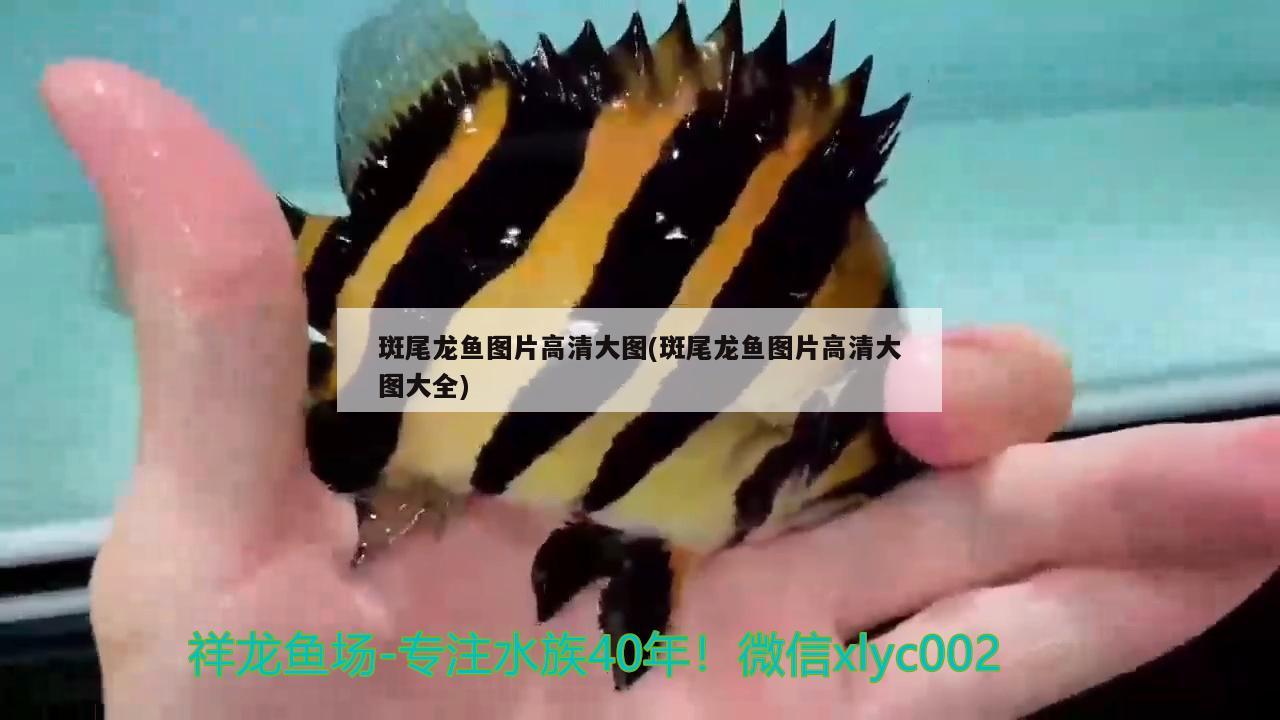 長春市二道區東北亞書城阿絨水生物館（長春市二道區東北亞書城阿絨水生物館電話） 長春市二道區東北亞書城阿絨水生物館（長春市二道區東北亞書城阿絨水生物館電話） 全國水族館企業名錄 第3張