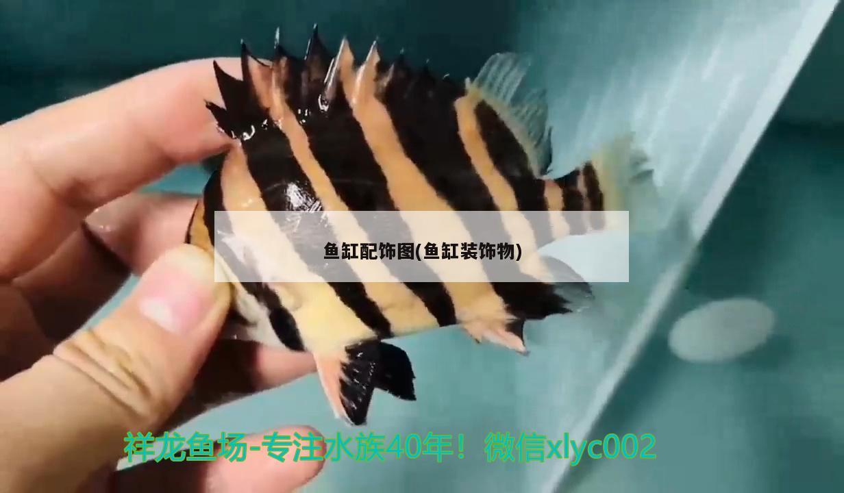 長春市二道區東北亞書城阿絨水生物館（長春市二道區東北亞書城阿絨水生物館電話） 長春市二道區東北亞書城阿絨水生物館（長春市二道區東北亞書城阿絨水生物館電話） 全國水族館企業名錄 第2張