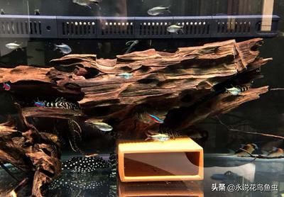 藍鉆魚缸 魚缸百科 第3張 藍鉆魚缸 藍鉆魚缸 魚缸百科 第3張