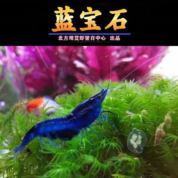 藍鉆魚缸 魚缸百科 第5張 藍鉆魚缸 藍鉆魚缸 魚缸百科 第5張