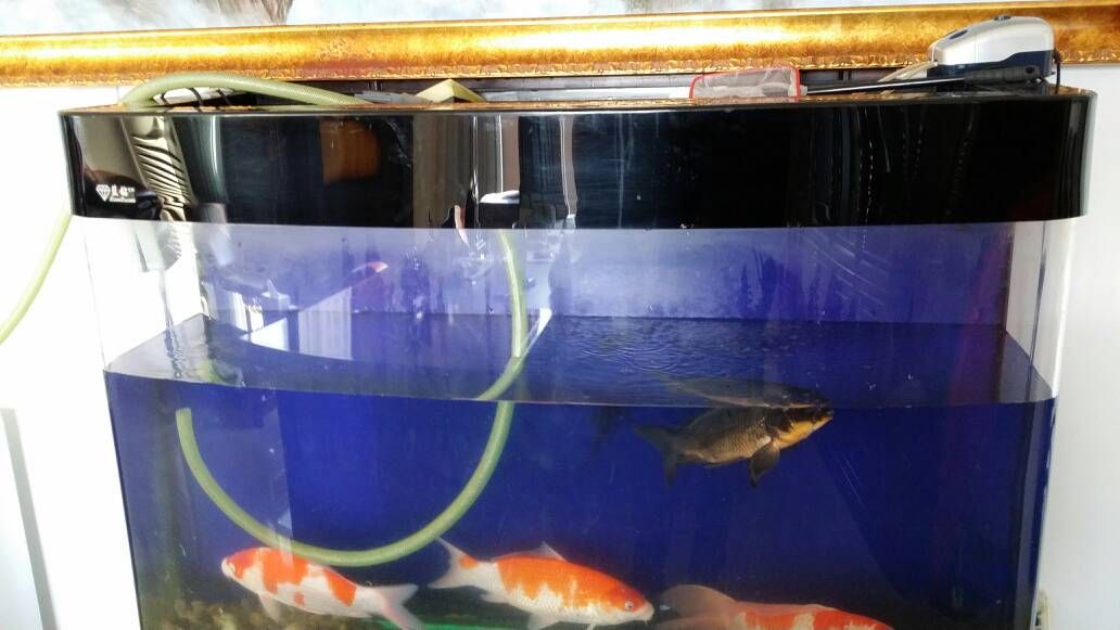 藍鉆魚缸 魚缸百科 第2張 藍鉆魚缸 藍鉆魚缸 魚缸百科 第2張