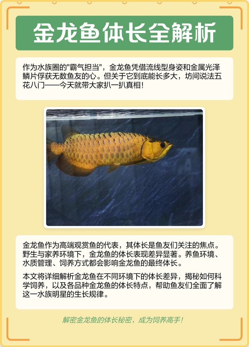 高背金龍魚的最大體長是多少？