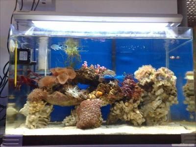 生態魚缸哪款好養：海洋生態魚缸哪款好養生態魚缸選購要點和特點