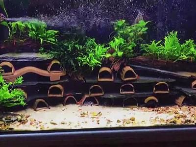 異型魚魚缸造景圖片：亞馬遜風(fēng)格魚缸造景技巧亞馬遜風(fēng)格魚缸布置技巧